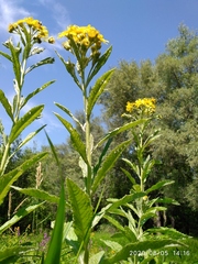 Jacobaea paludosa lanata