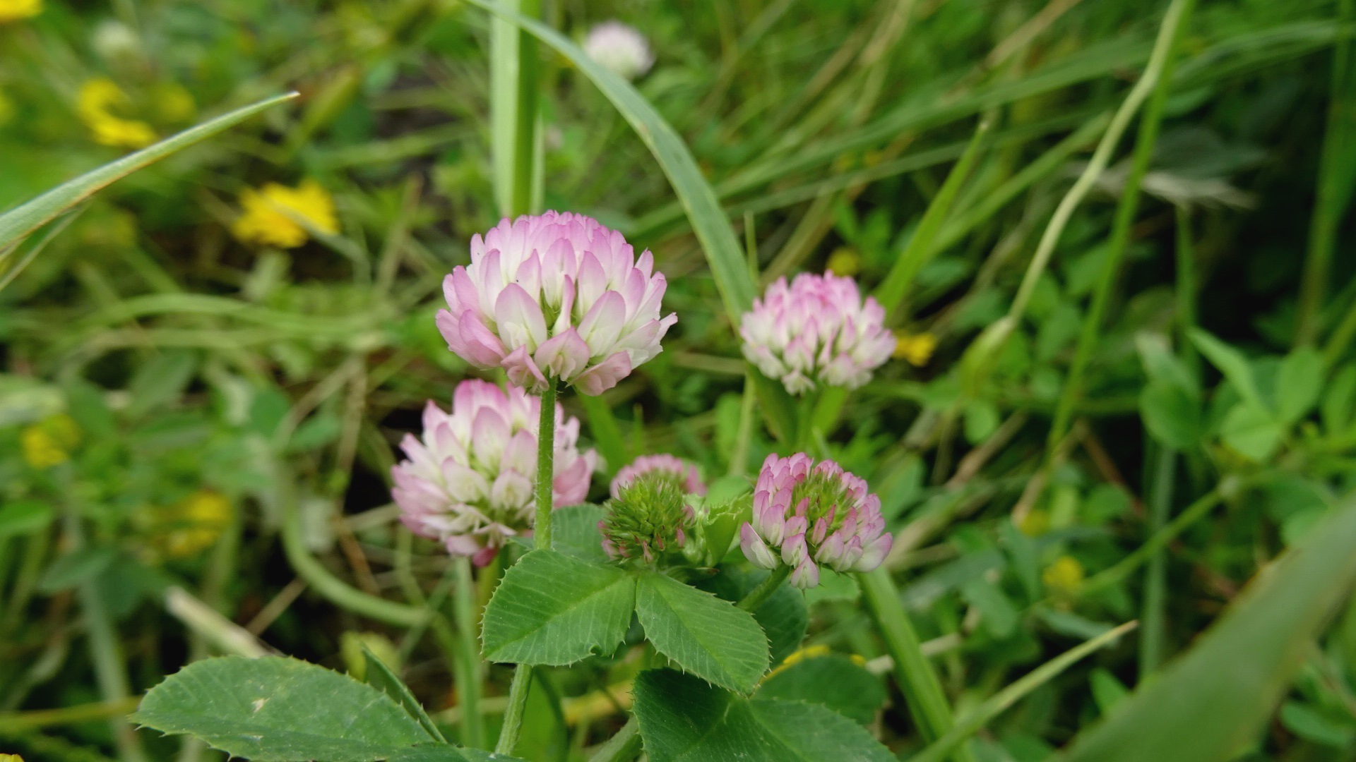 Trifolium glanduliferum