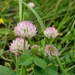 Trifolium glanduliferum - Photo (c) יאיר אור, osa oikeuksista pidätetään (CC BY-NC-SA), lähettänyt יאיר אור
