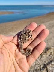 Hippocampus patagonicus