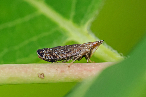 Sharp-nosed Leafhopper