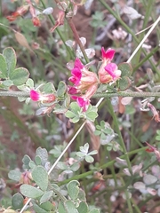 Acmispon cytisoides