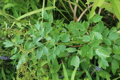 Thalictrum aquilegiifolium