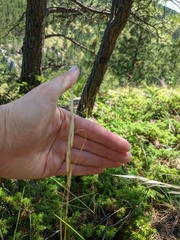 Hesperostipa spartea