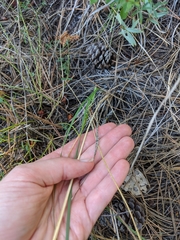 Hesperostipa spartea