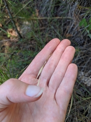 Hesperostipa spartea