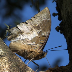 Charaxes