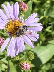 Eristalis rupium