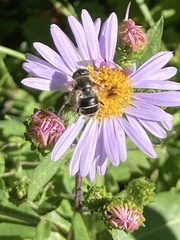 Eristalis rupium