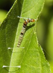 Helcystogramma melantherella