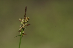 Carex pilulifera