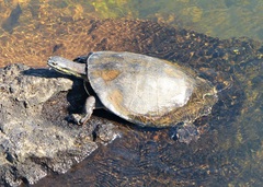 Phrynops williamsi