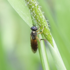 Pyrophaena granditarsis