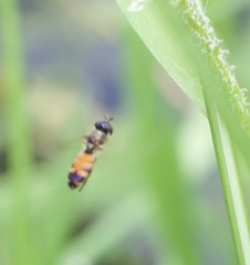 Pyrophaena granditarsis