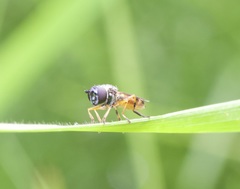Pyrophaena granditarsis