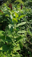 Asclepias syriaca