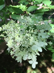 Hydrangea paniculata