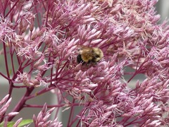 Bombus affinis
