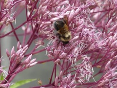 Bombus affinis
