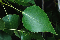 Populus × acuminata