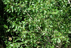Populus × acuminata