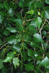 Populus × acuminata