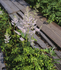 Astilbe formosa