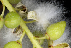 Populus × acuminata