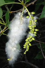 Populus (Poplar) - FSUS