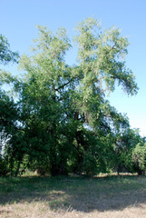 Populus × acuminata