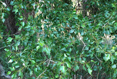 Populus × acuminata