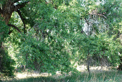 Populus × acuminata