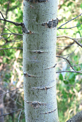 Populus × acuminata