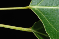 Populus × acuminata