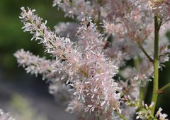 Astilbe formosa