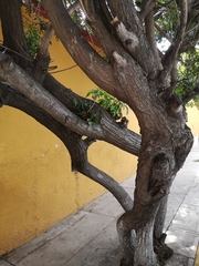 Schinus terebinthifolia