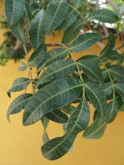 Schinus terebinthifolia