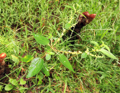 Boehmeria cylindrica image