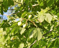 Aesculus hippocastanum