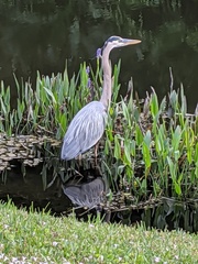 Ardea herodias