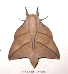 Adeloneivaia acuta