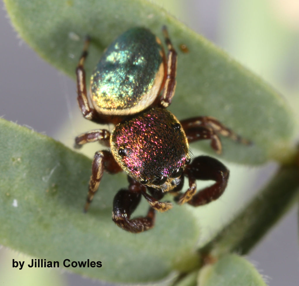 Common Leaf-beetle Jumping Spider (TN Jumping Spiders) · iNaturalist