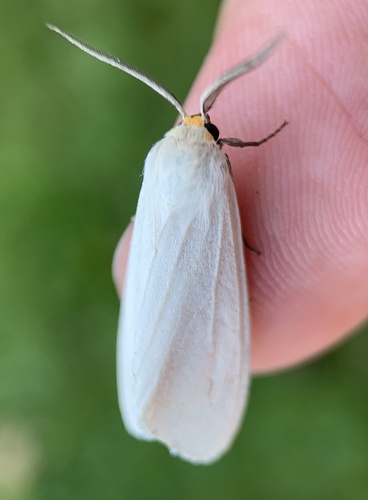 Oregon Cycnia Moth photo 3