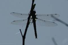 Epitheca petechialis