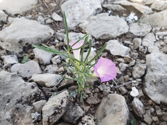 Ipomoea capillacea
