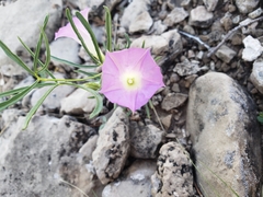 Ipomoea capillacea