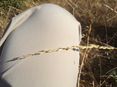 Melica californica