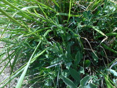 Leucanthemum heterophyllum