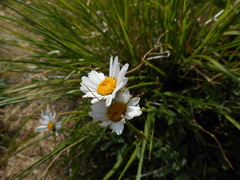 Leucanthemum heterophyllum