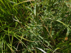 Carduus defloratus carlinifolius